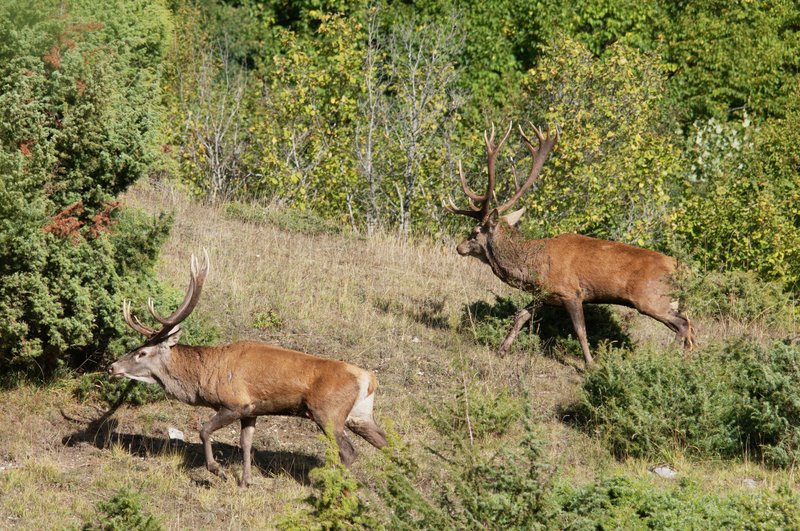 Un''arena molto contesa